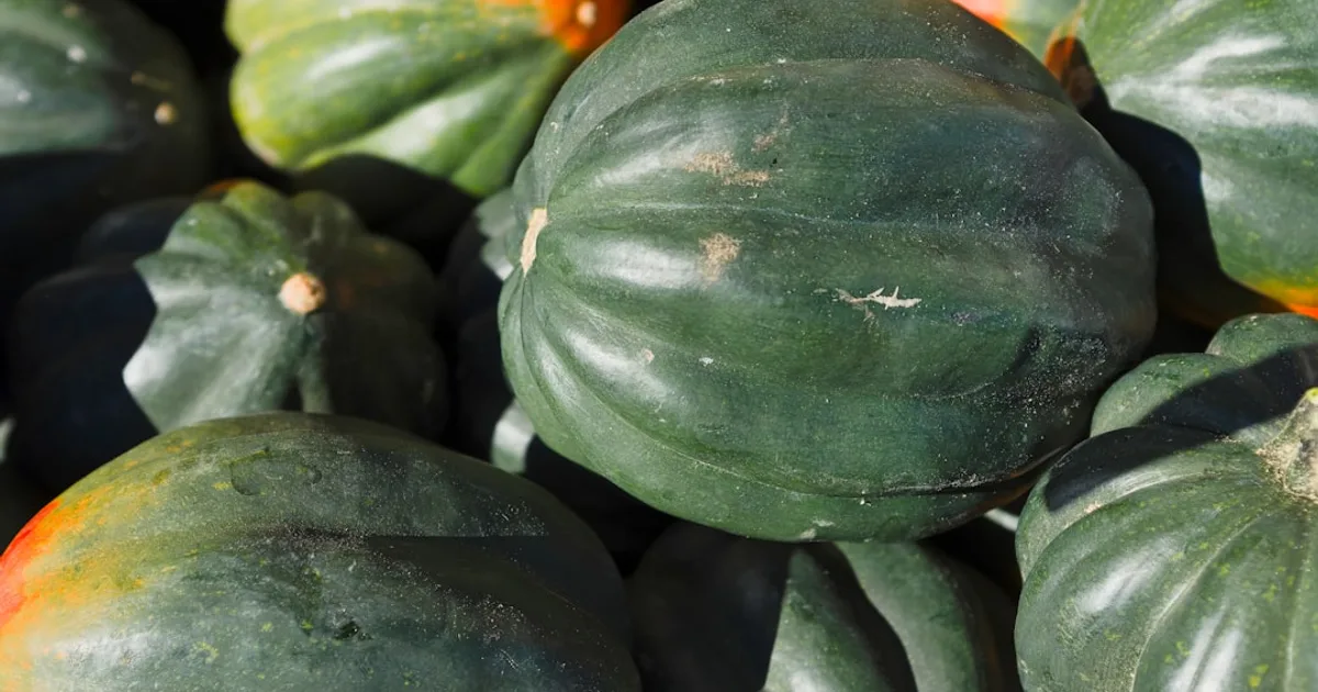 Acorn Squash growing in a garden
