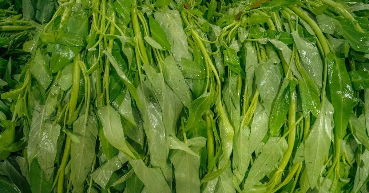 Agretti growing in a garden
