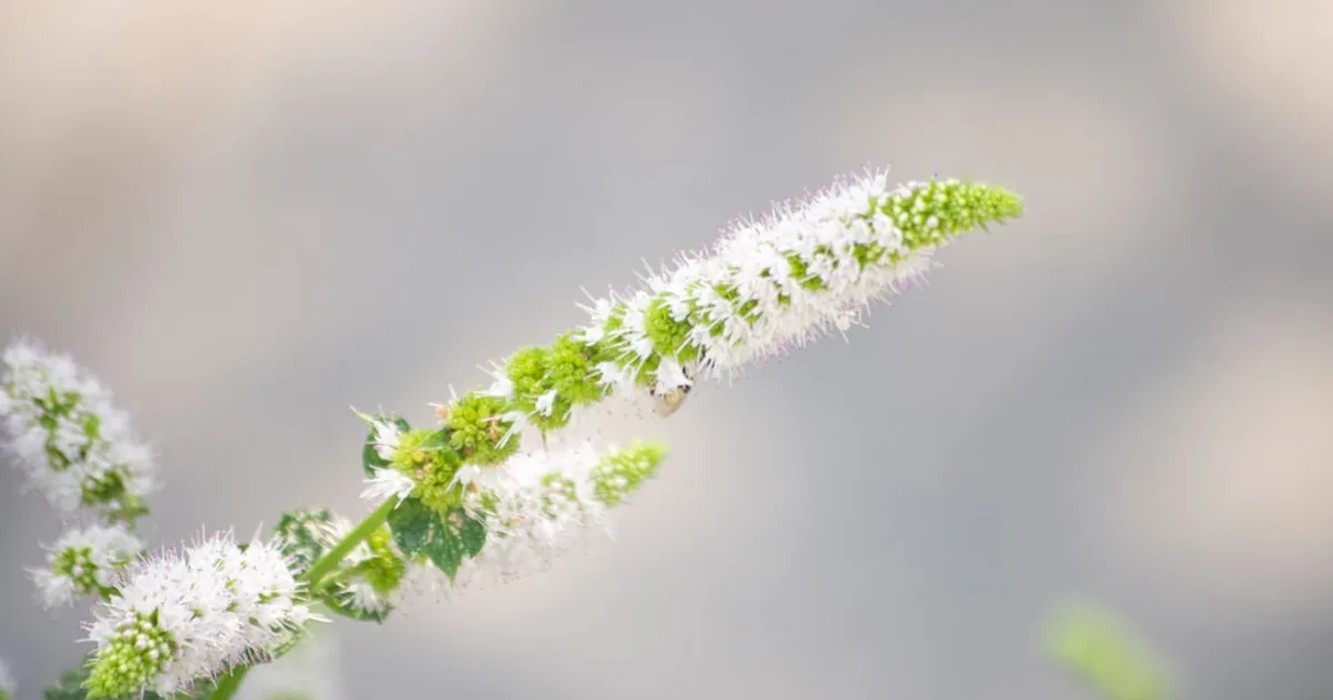 Apple Mint growing in a garden