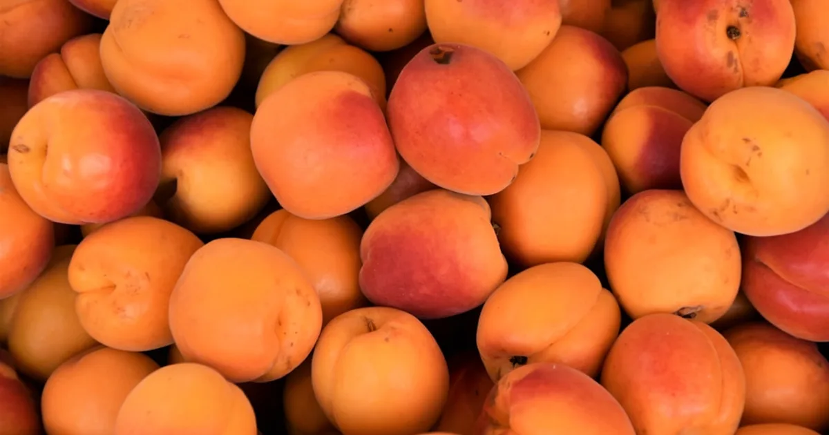 Apricot growing in a garden