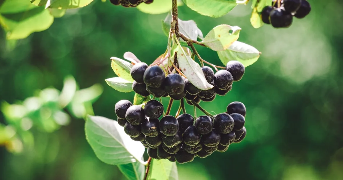 Aronia (Chokeberry) growing in a garden