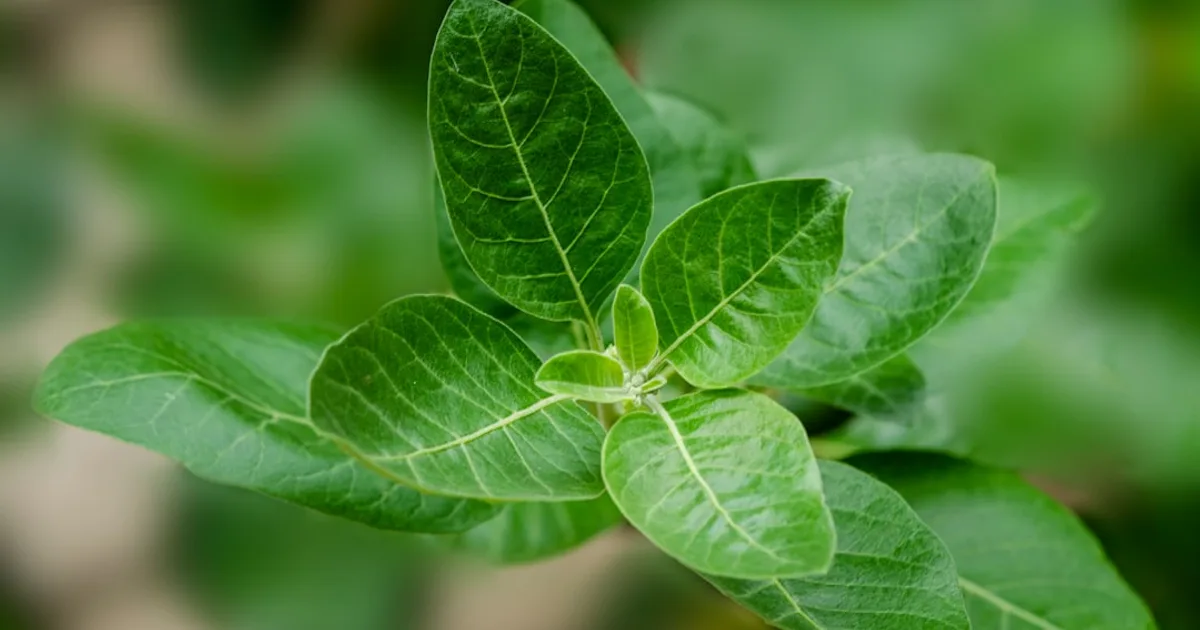 Ashwagandha growing in a garden