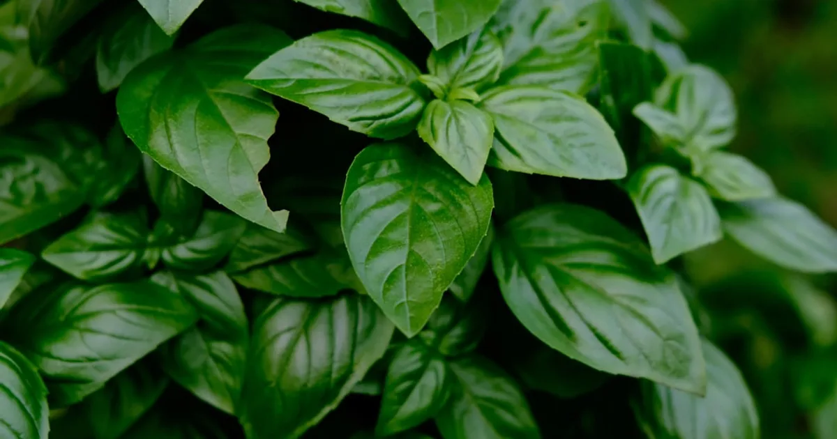 Sweet Basil growing in a garden
