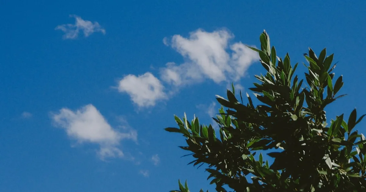Bay Laurel growing in a garden