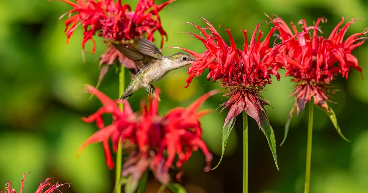 Bee Balm growing in a garden