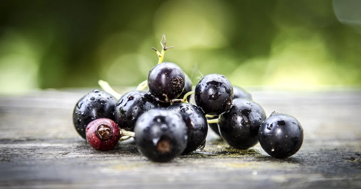 Black Currant growing in a garden