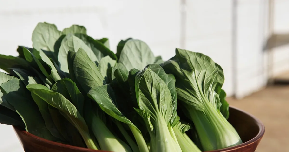 Bok Choy growing in a garden