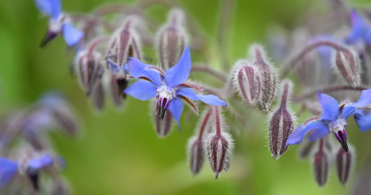 Borage growing in a garden