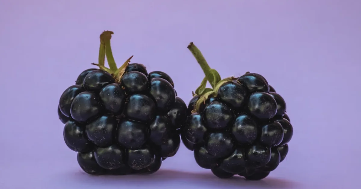 Boysenberry growing in a garden