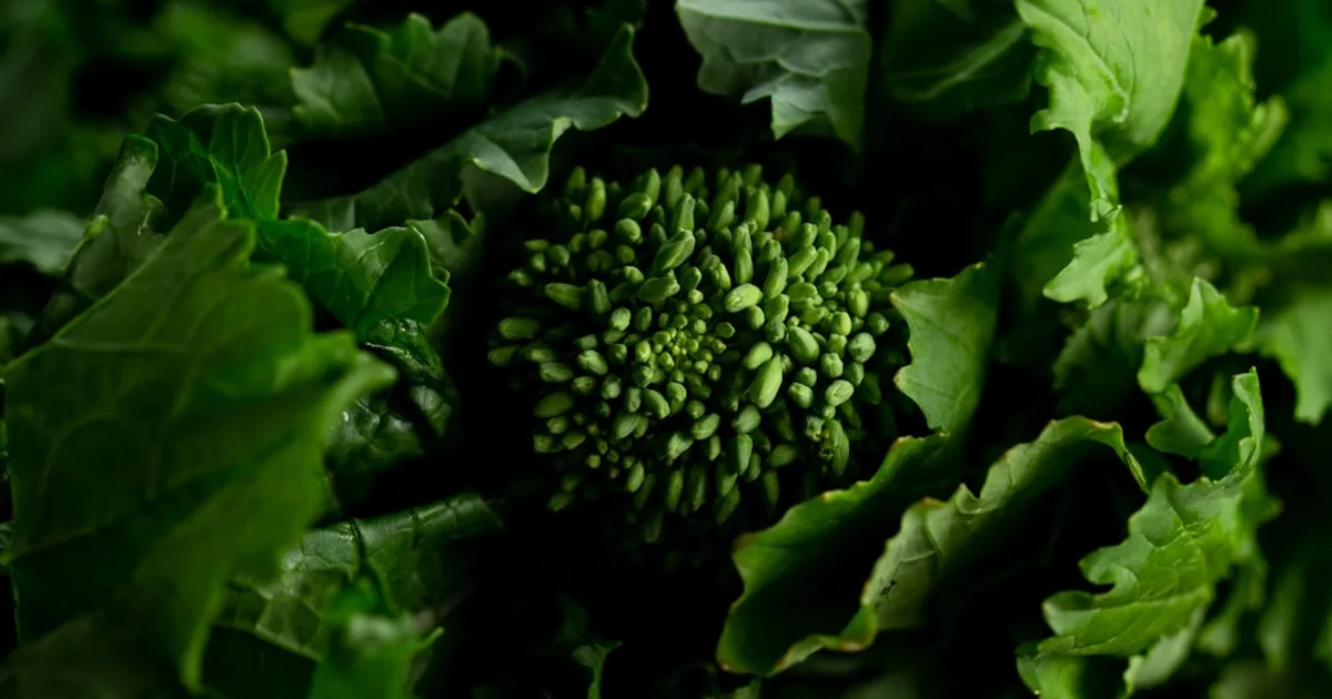 Broccoli Rabe growing in a garden