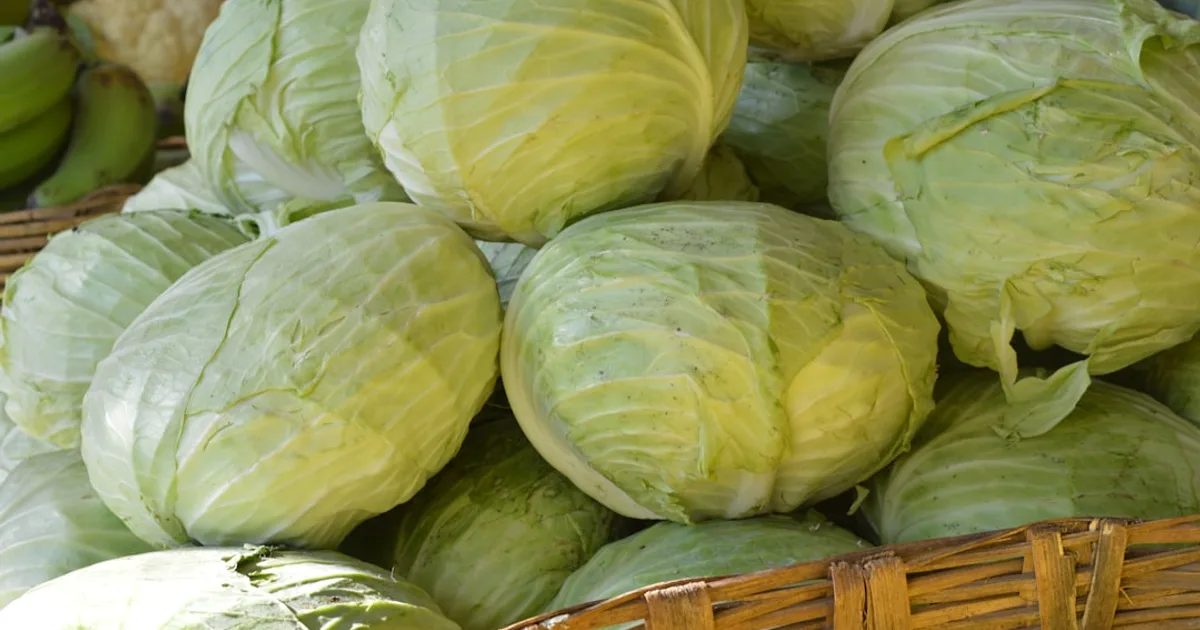 Cabbage growing in a garden