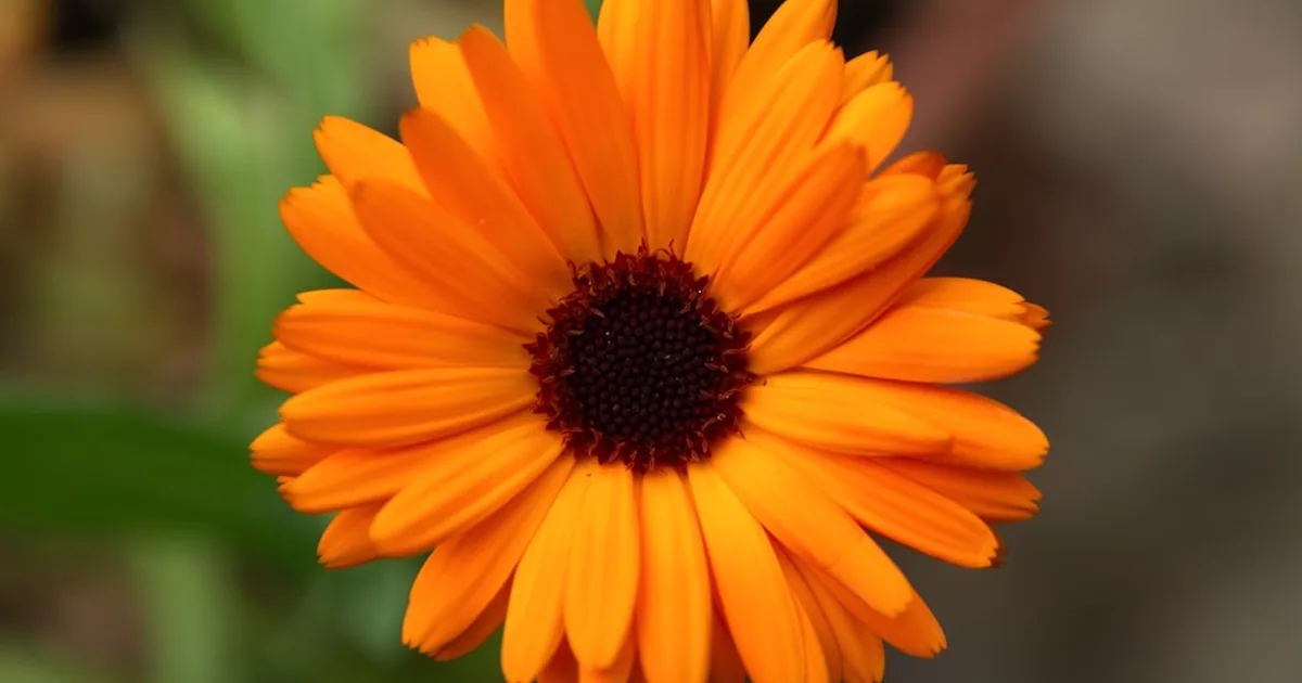 Calendula growing in a garden