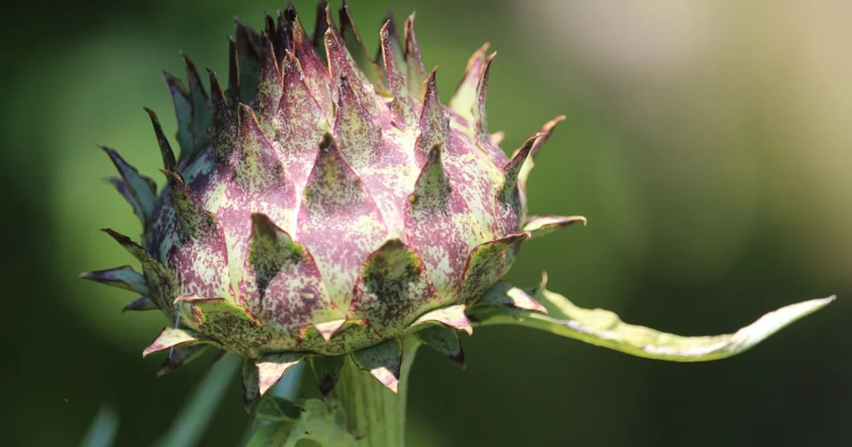 Cardoon growing in a garden