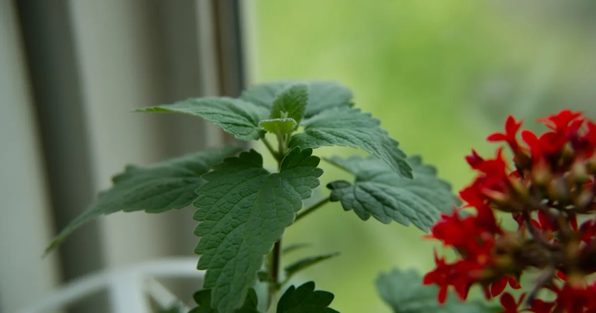 Catnip growing in a garden