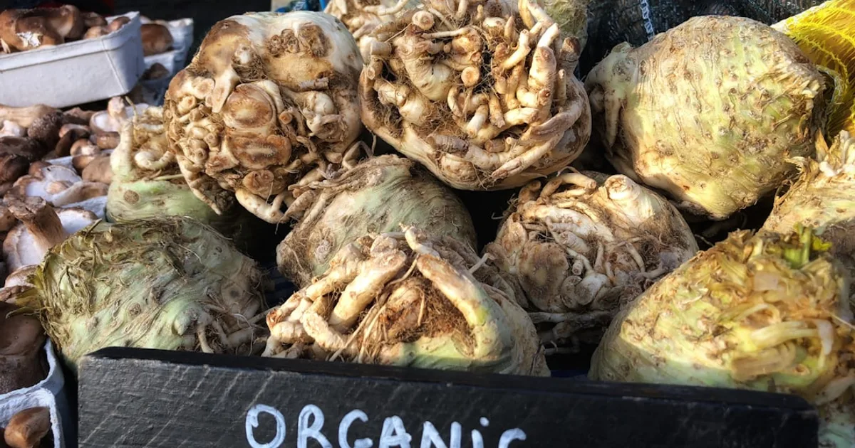 Celeriac growing in a garden