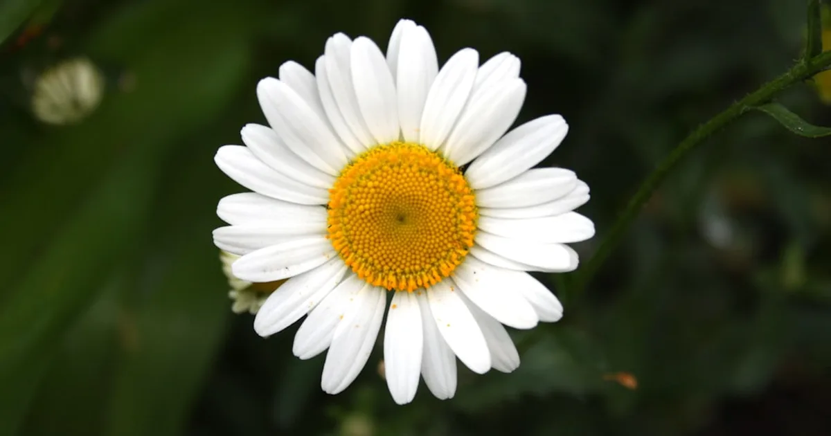 Chamomile growing in a garden