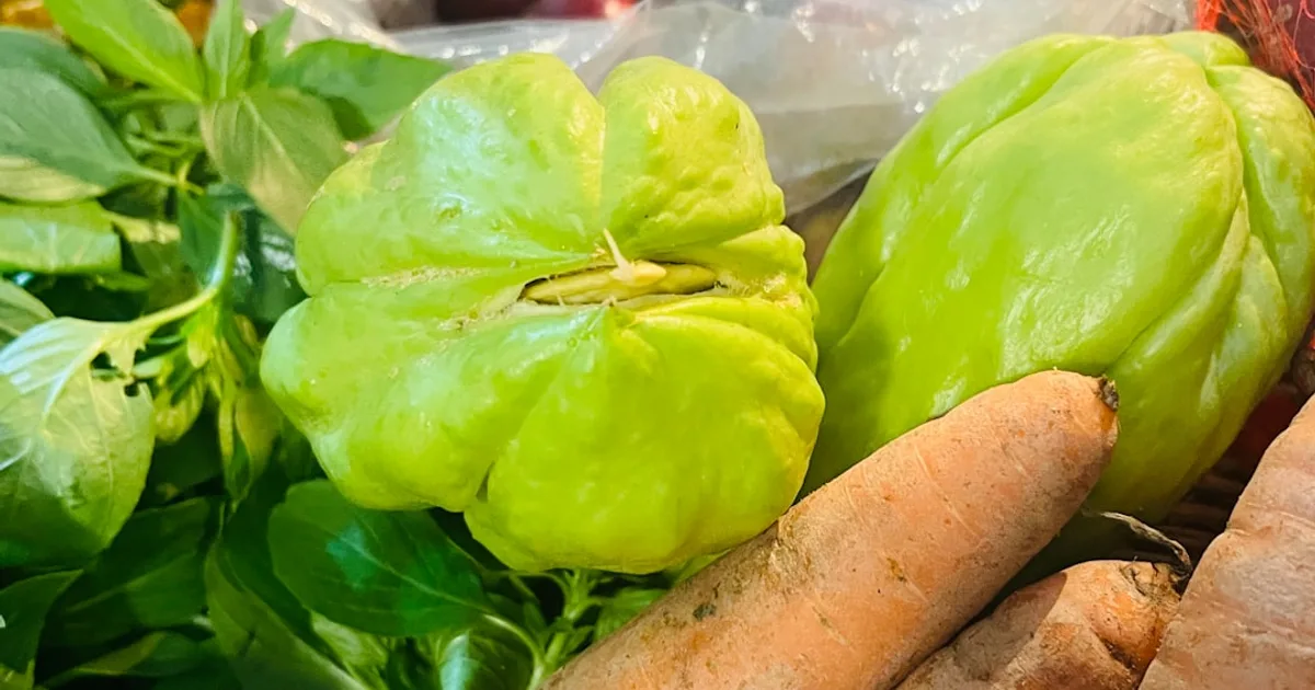 Chayote growing in a garden