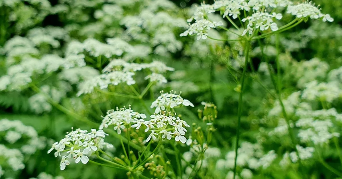 Chervil growing in a garden