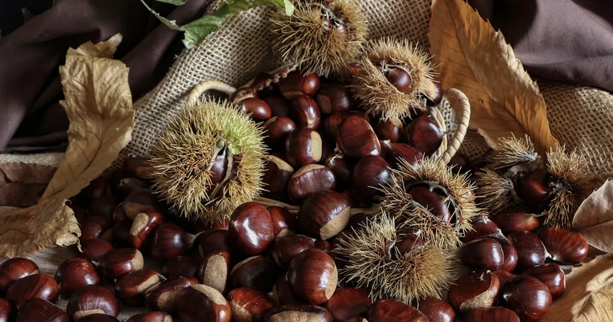 Chestnut growing in a garden