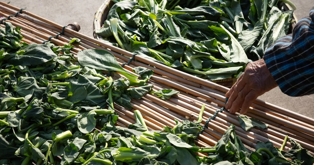 Chinese Broccoli growing in a garden