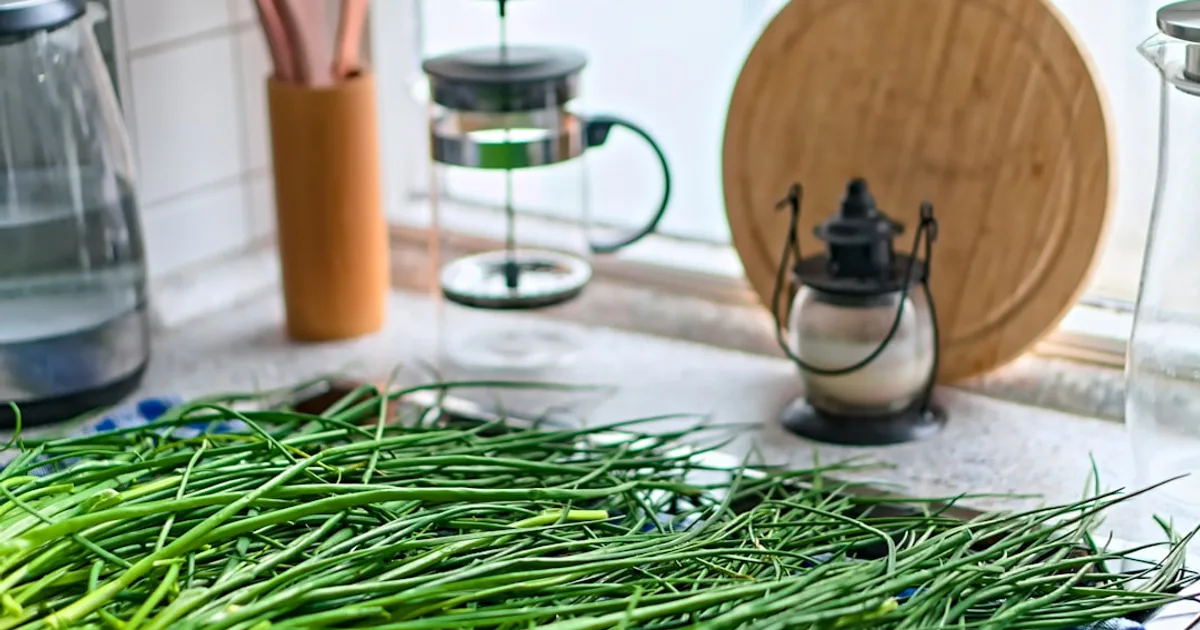 Chives growing in a garden
