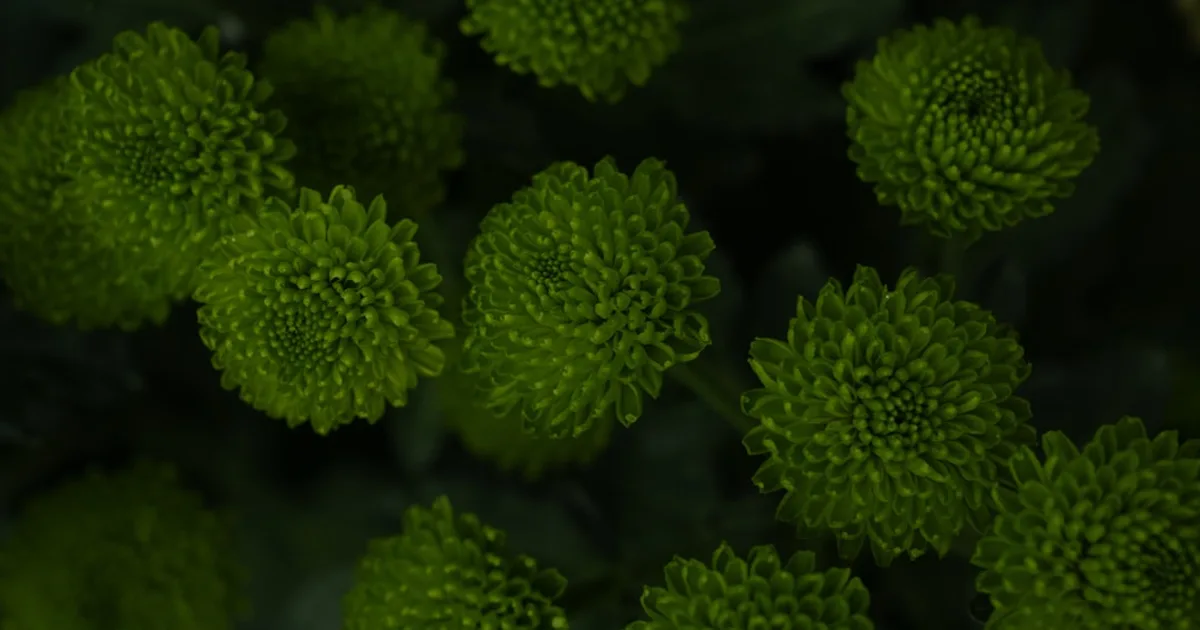 Chrysanthemum Greens growing in a garden