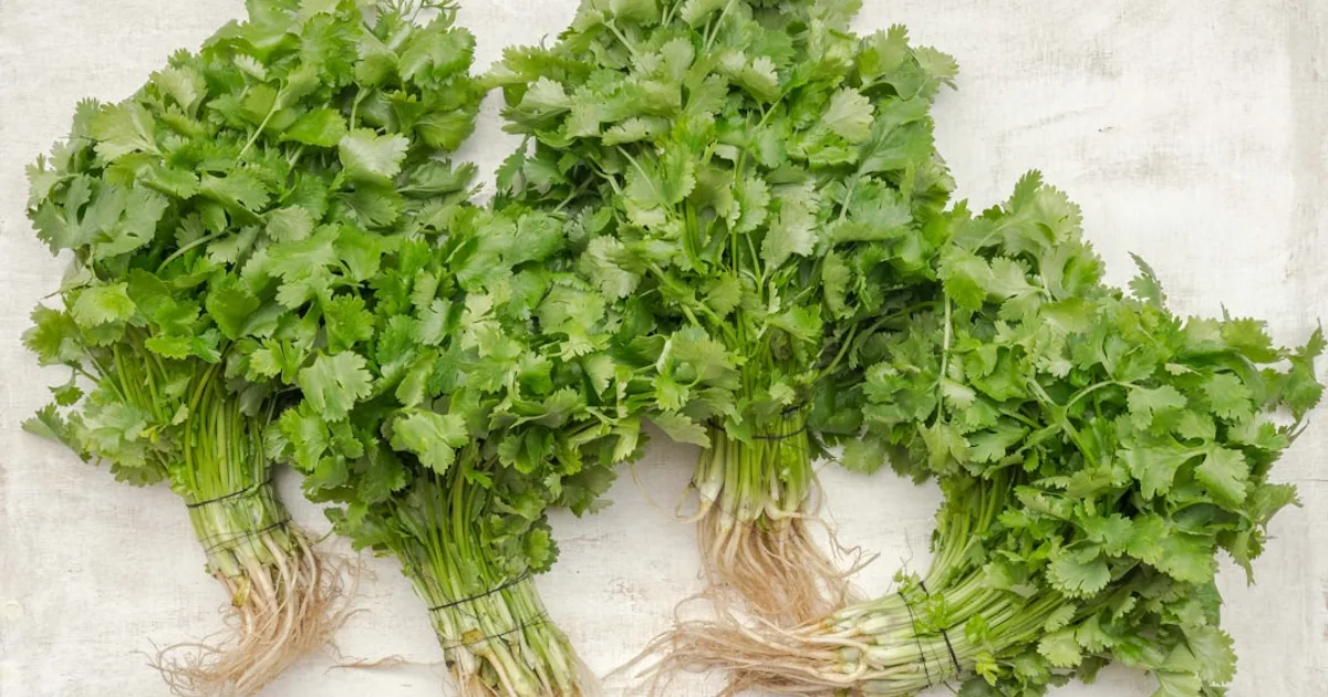 Cilantro growing in a garden
