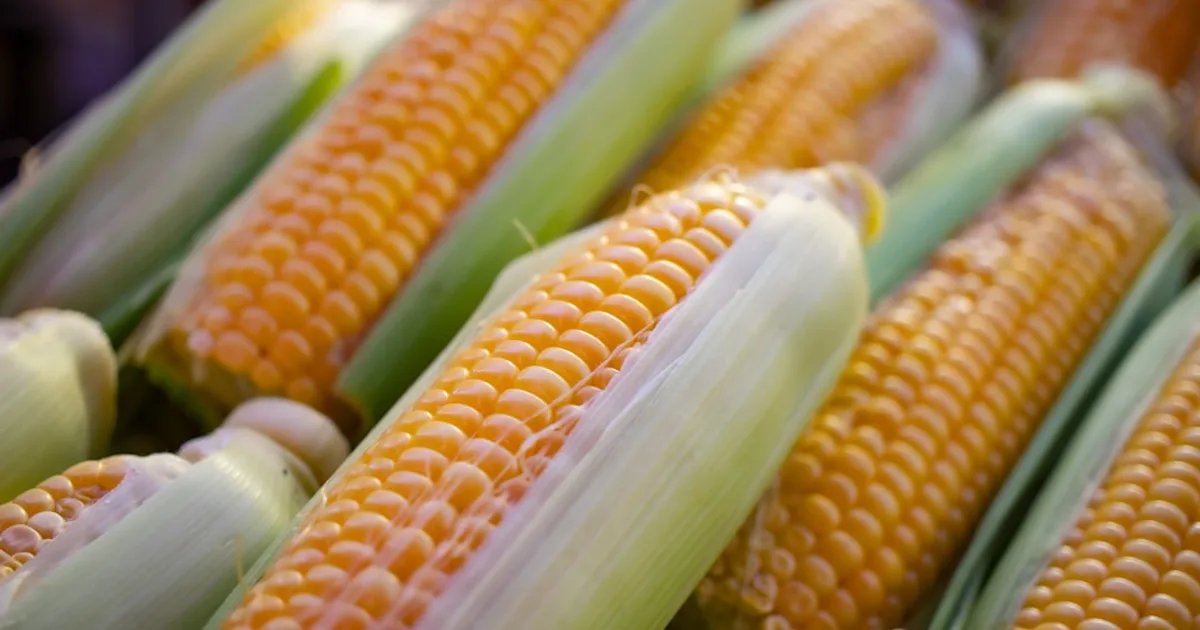 Corn growing in a garden