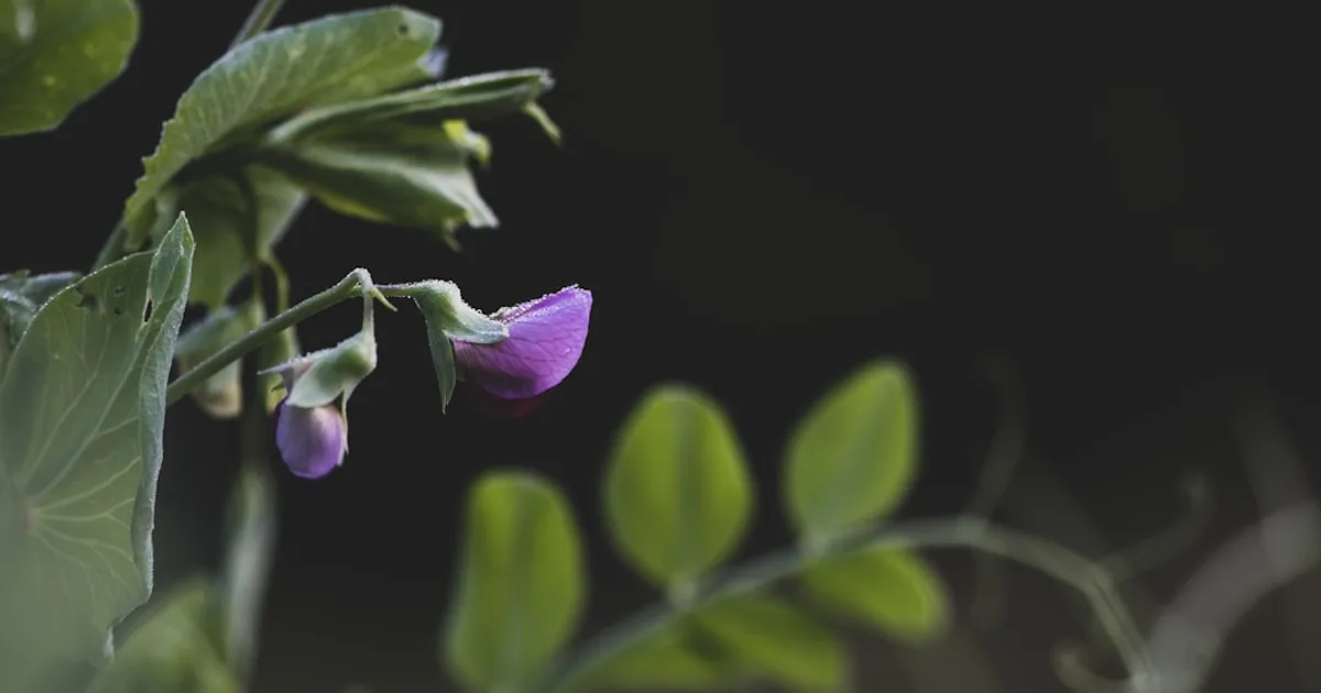 Cowpea growing in a garden