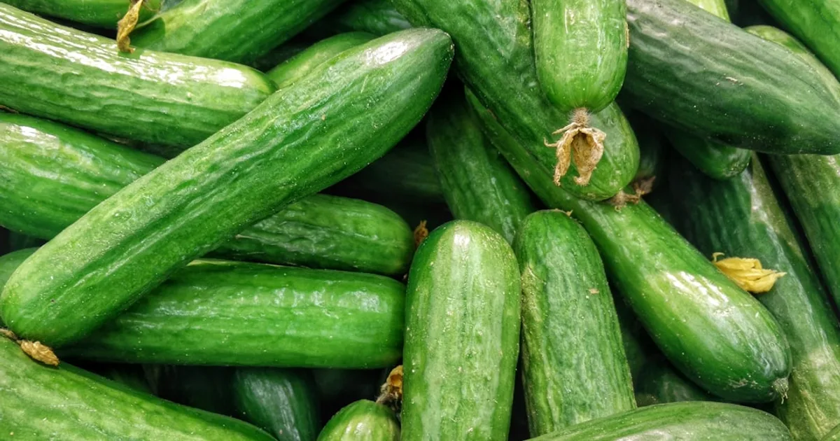 Cucumber growing in a garden