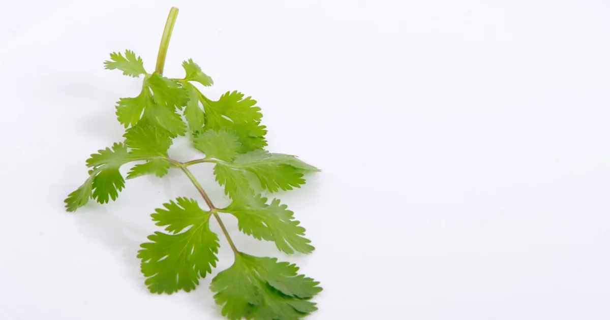 Culantro growing in a garden