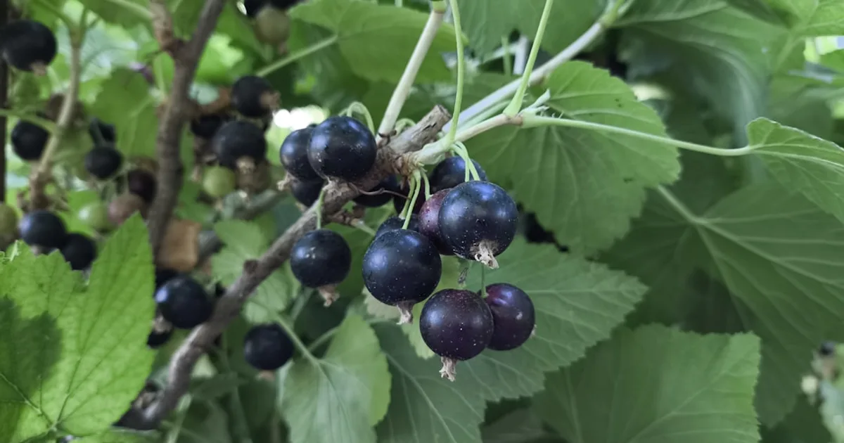 Currant growing in a garden