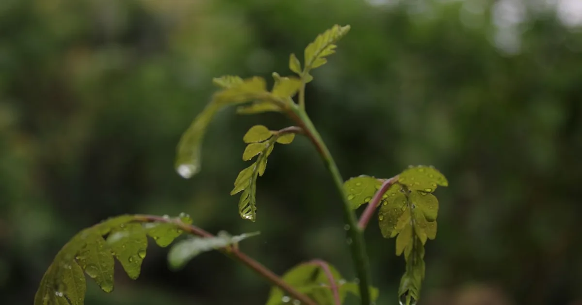 Curry Leaf growing in a garden