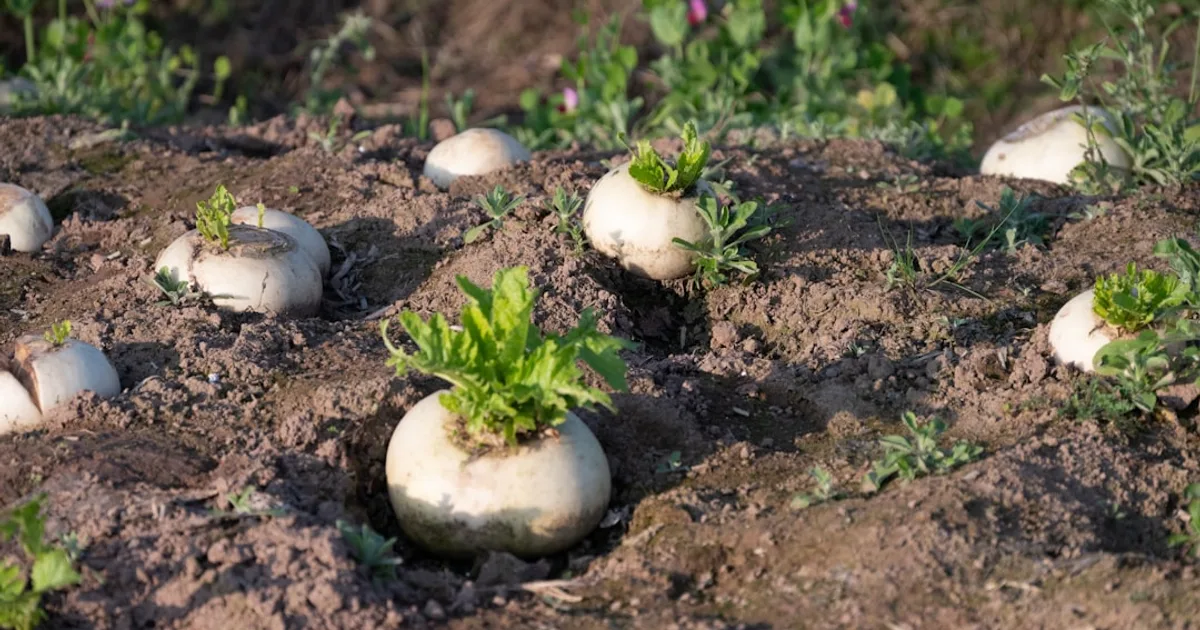 Daikon growing in a garden