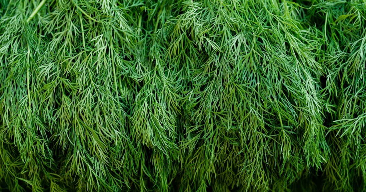 Dill growing in a garden