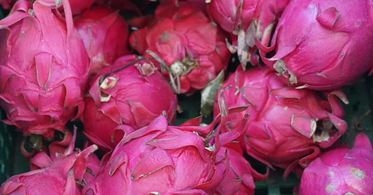 Dragon Fruit growing in a garden