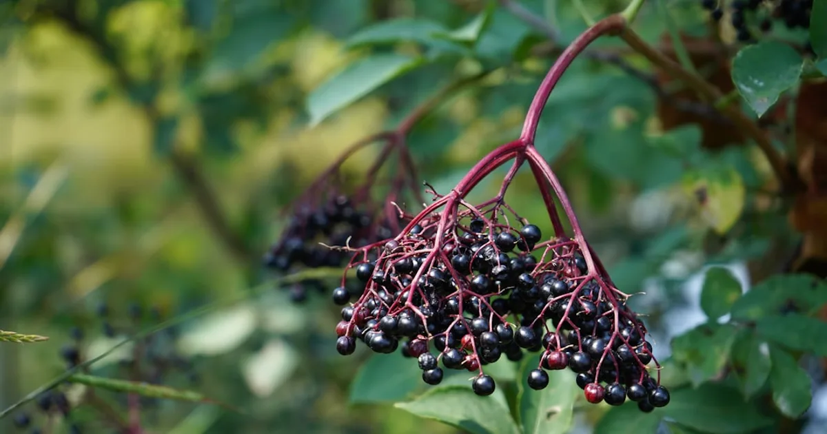 Elderberry growing in a garden