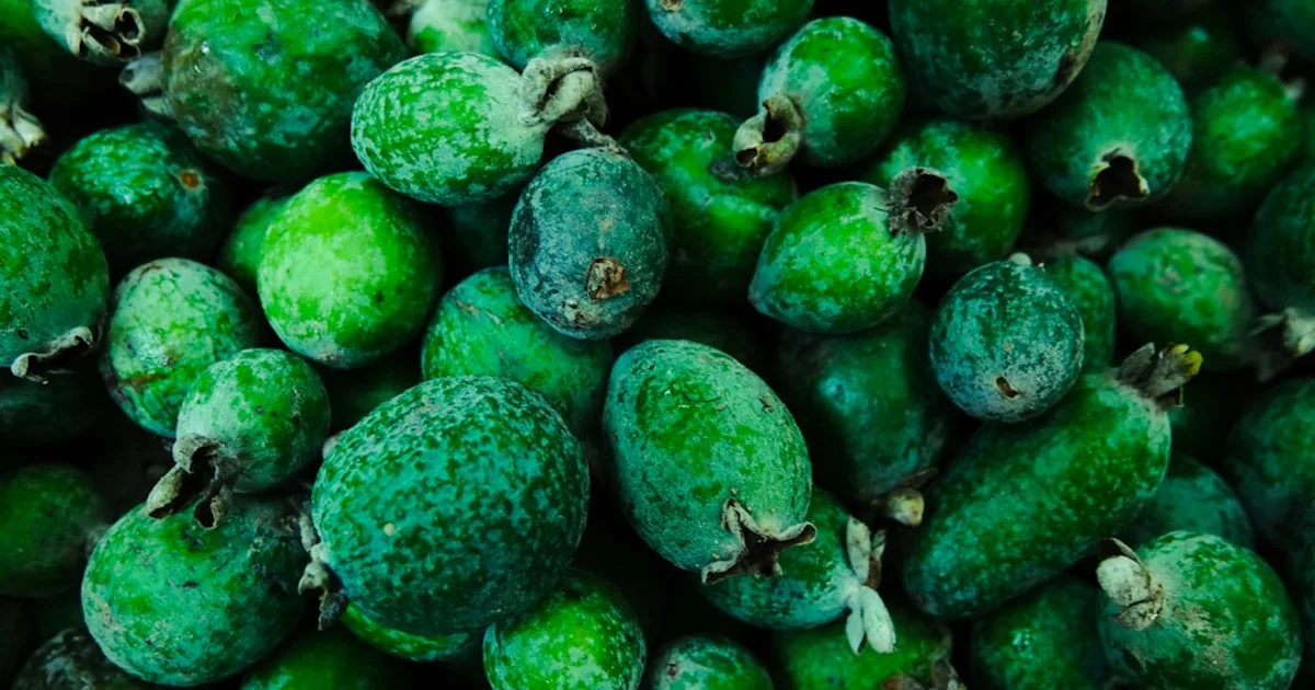 Feijoa growing in a garden