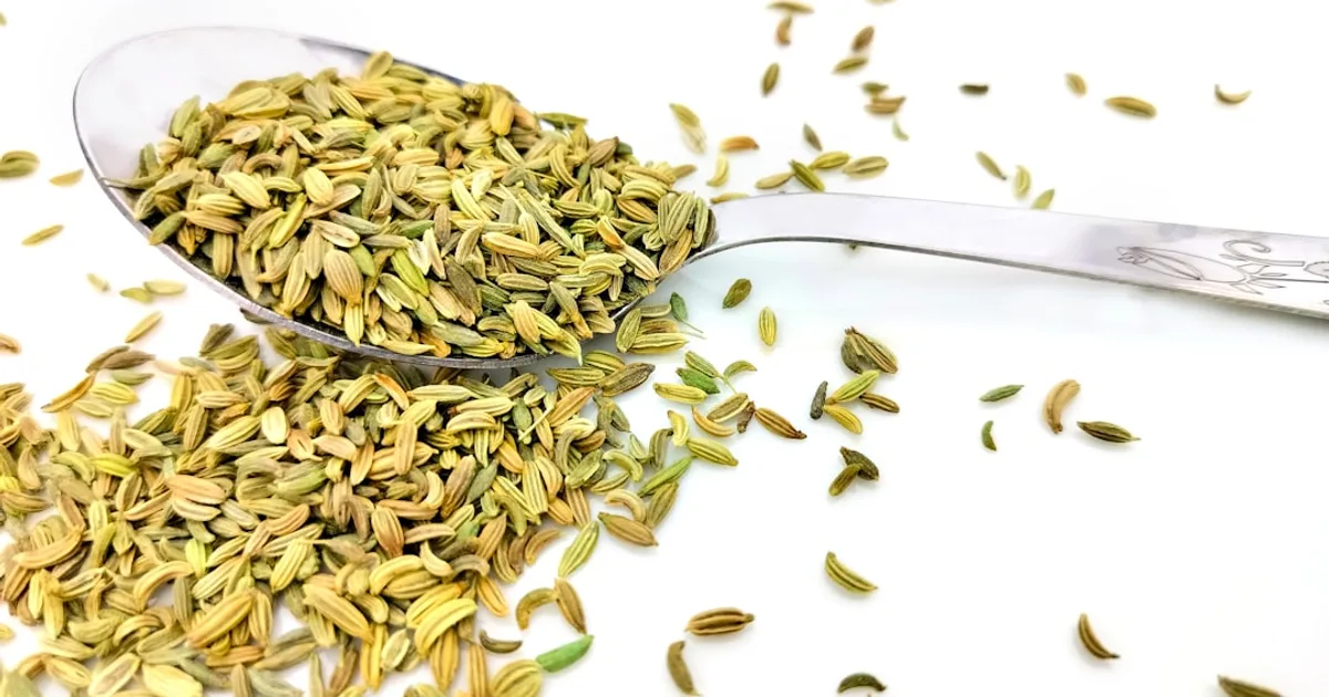 Fennel growing in a garden