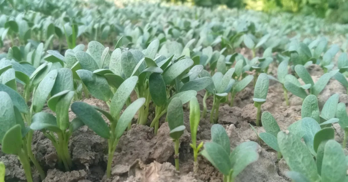 Fenugreek growing in a garden