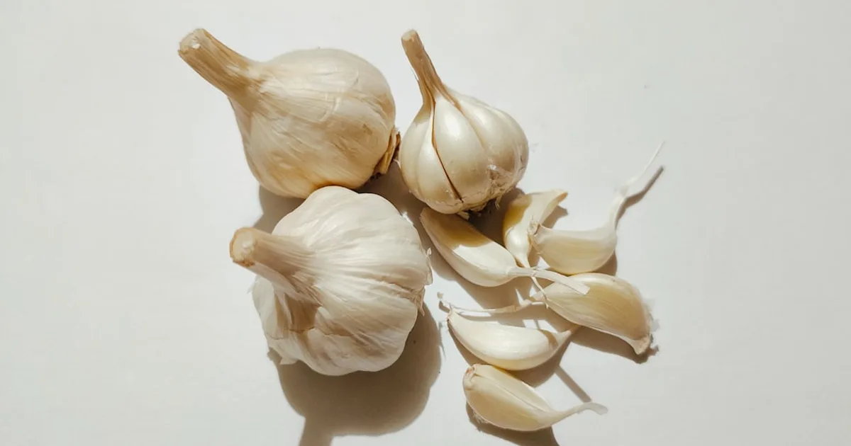 Garlic growing in a garden