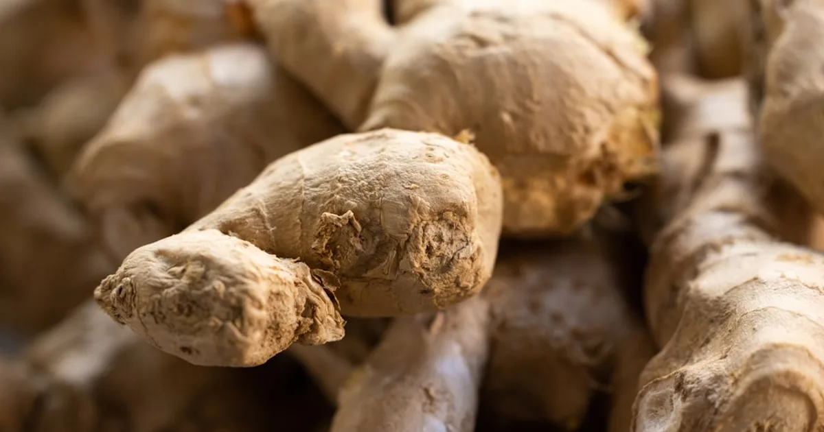 Ginger growing in a garden