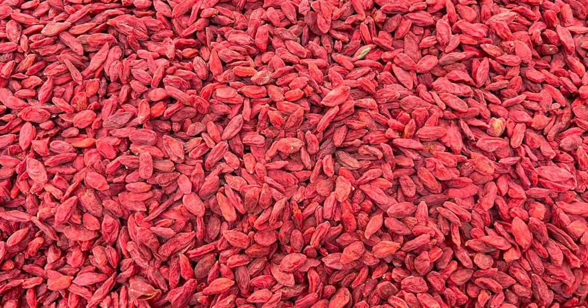 Goji Berry growing in a garden
