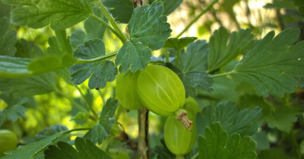 Gooseberry growing in a garden