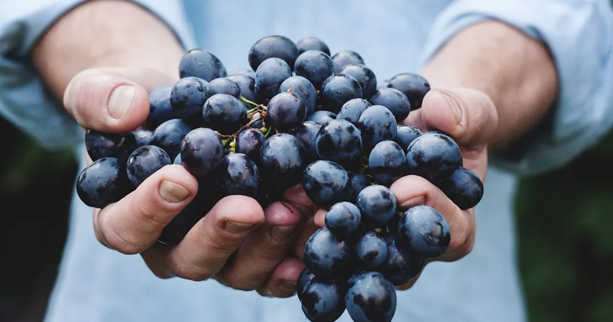 Grape growing in a garden