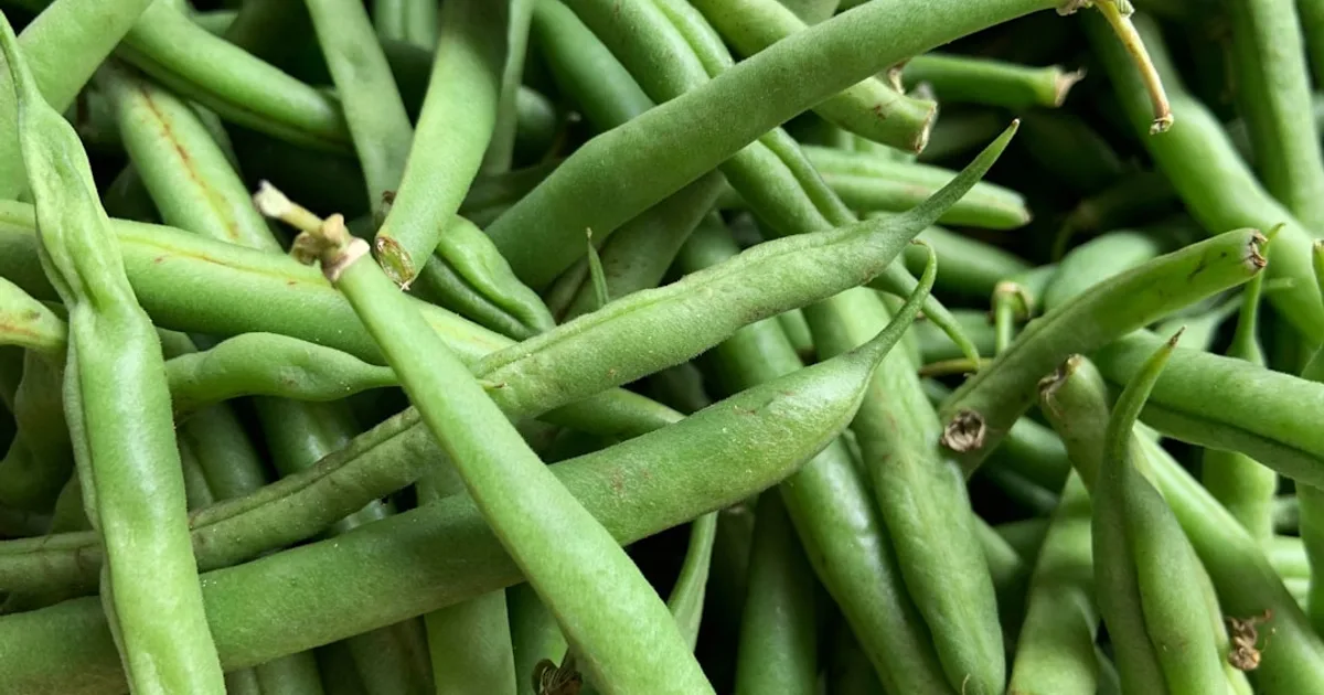 Green Bean growing in a garden