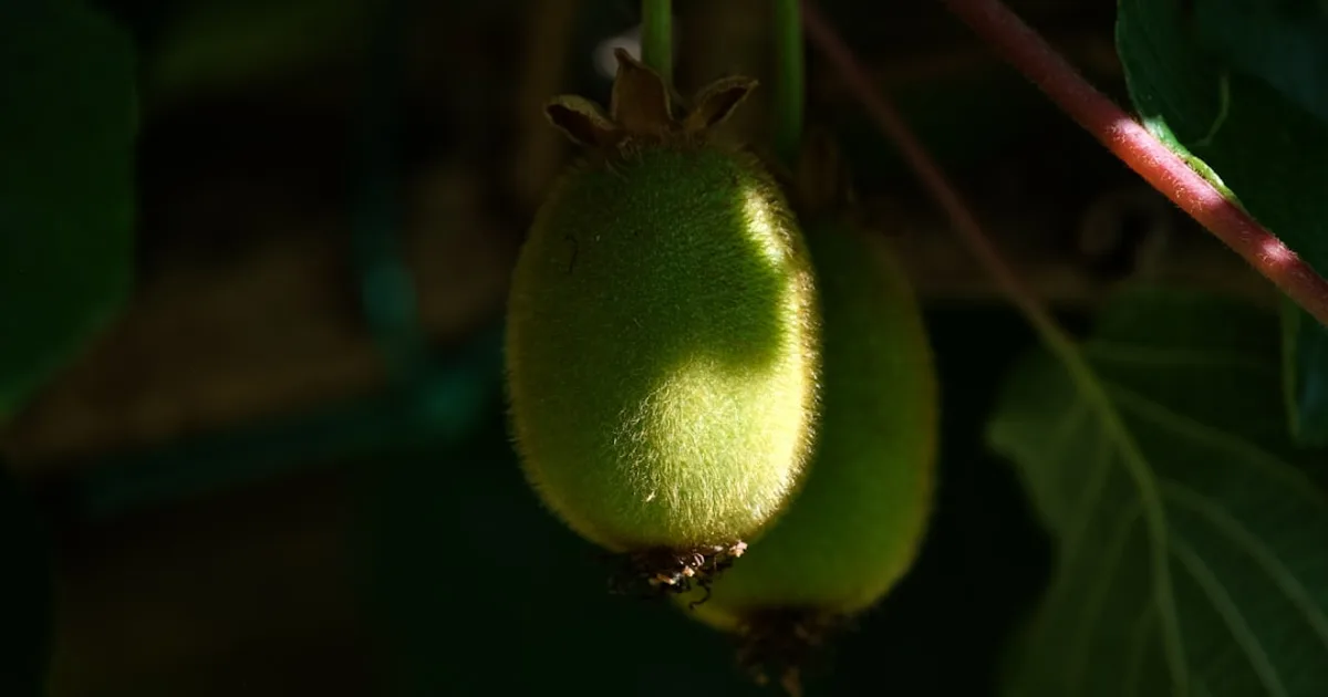 Hardy Kiwi growing in a garden