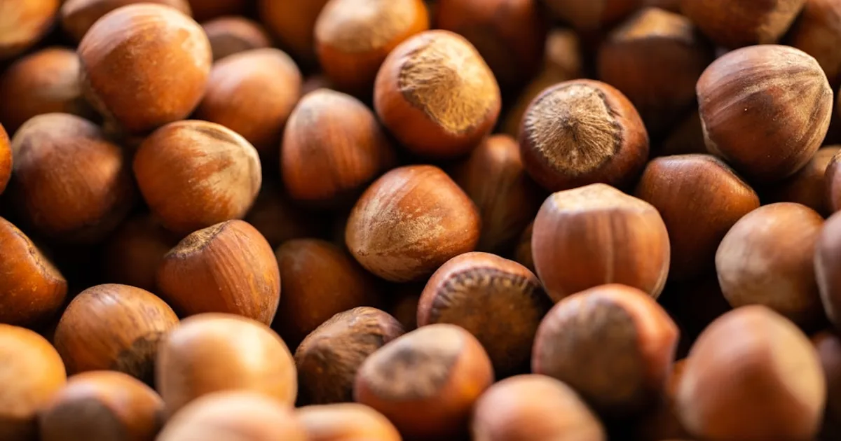 Hazelnut growing in a garden