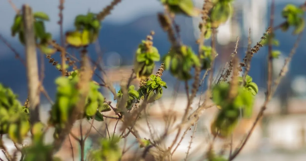 Holy Basil growing in a garden