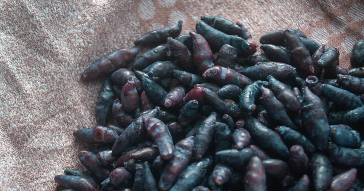 Honeyberry growing in a garden